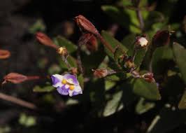 Image result for Linderniella