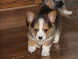 Black And Brown Corgi Pembroke Welsh Corgi Puppies For Sale Lafayette La In 2020 Welsh Corgi Puppies Pembroke Welsh Corgi Puppies Corgi Puppies For Sale