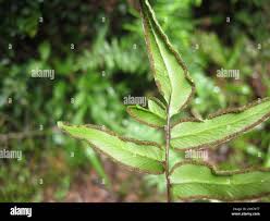 Image result for Cheilanthes viridis