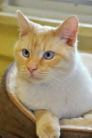 We are his third home ( he's had some bad luck) but he loves us more than i've ever seen a cat love a person. Flame Point Applehead Siamese What A Gorgeous Cat Siamese Cats Cute Cats And Kittens Cats