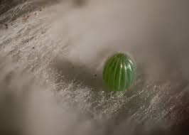 Image result for Berkheya bipinnatifida