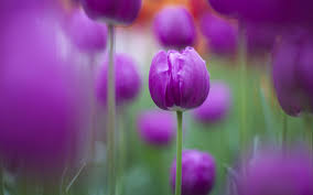 Aesthetic iphone wallpaper nature wallpaper aesthetic wallpapers wallpaper backgrounds peach wallpaper wallpaper lockscreen phone backgrounds collage des photos flower phone wallpaper. Purple Tulips Wallpapers Wallpaper Cave
