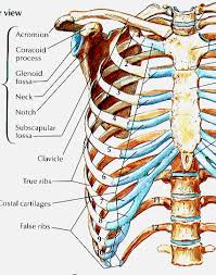Ribs anatomy the average skeleton contains 24 individual ribs, formed in 12 pairs, and they are divided into three main categories: Http Homepage Ntu Edu Tw Anatomy Teacher Hsieh Anotomy Bone Thorax Pdf