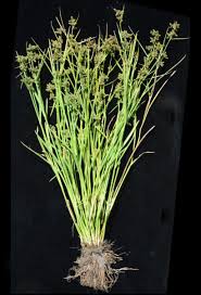 Image result for Fuirena