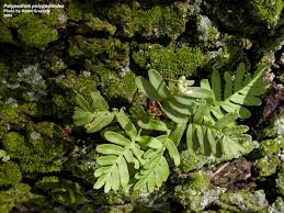 Image result for Pleopeltis