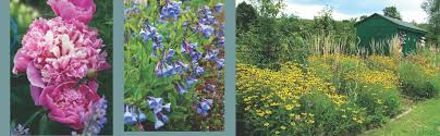 What are the best perennials for sun. Amazon Com Best Perennials For Sun And Shade Home Grown Gardening Ebook Houghton Mifflin Harcourt Patio Lawn Garden