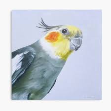 Cockatiel Pet Portrait Canvas Print By Emily Bickell In 2021 Pet Portraits Cockatiel Canvas Prints