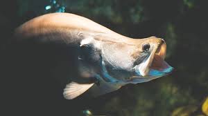 Membutuhkan preparasi jaringan yang cukup banyak 3. Mengenal Ikan Belida Predator Nikmat Yang Nyaris Punah