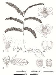 Image result for Phyllanthus ovalifolius