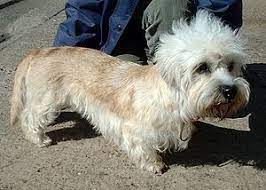 V igp3 hercules vom la'mirage, northern ca stud dog. Dandie Dinmont Terrier Wikipedia