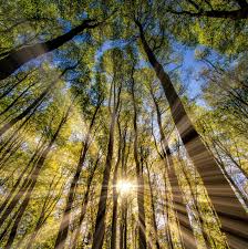 Перевод контекст sunshine c английский на русский от reverso context: How Sunlight Can Make Us More Productive At Work