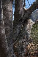 Image result for Albizia harveyi