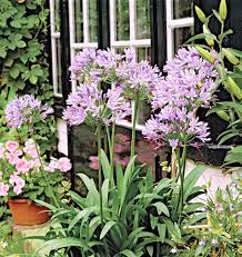 Check spelling or type a new query. 15 Best Deer Resistant Plants For The South Better Homes Gardens
