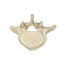 Image result for Lumbar vertebrae
