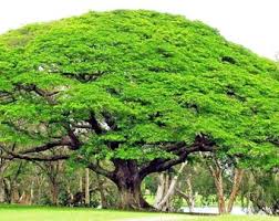 Image result for Musanga