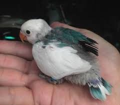 Pin On Birds ԑ ɜ ԑ ɜ ܓ