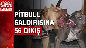 2 pitbull kopegi 16 yasindaki kizi parcaliyordu youtube