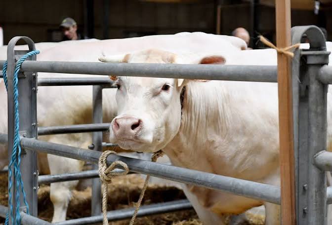 Contrôles sanitaires et sécurité alimentaire dans la filière carnée