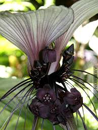 Beauty points sammeln & mit der douglas beauty card von exklusiven vorteilen profitieren. Xl Huge White Bat Plant Tacca Integrifolia Kens Nursery