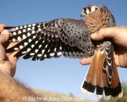 As noted in the falcon photos page, american kestrels are reverse size dimorphic, meaning that the. American Kestrel Information And Pictures