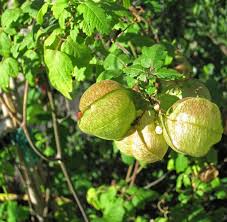 Image result for Cardiospermum corindum