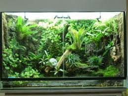 Great Rain Forest Vivarium Setup Tropical Fish Aquarium Vivarium Garden Terrarium