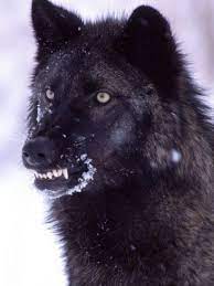 Pin By Jenny Van Kempen Toersen On Wolves Timber Wolf Wolf Photos Wolf Images