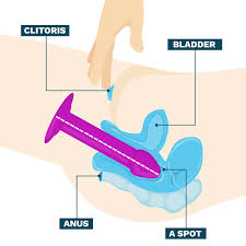 female ejaculation | PPT