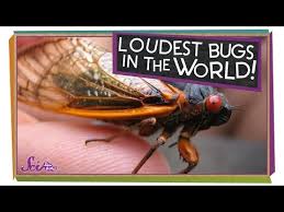 What's the difference between a pest and a bug? The Loudest Bugs In The World Safe Videos For Kids