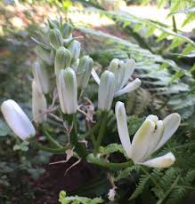 Image result for Coleotrype natalensis