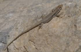 Image result for Warneckea walikalensis