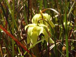 Image result for Grona ramosissima