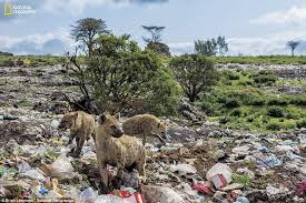Some Animals Now Live In A World Of Plastics Like These Hyenas Scavenging At A Landfill In Harar Ethio National Geographic Pollution National Geographic Cover