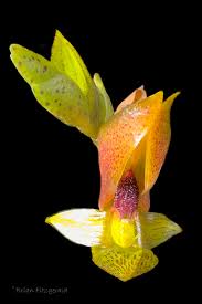 Image result for Bulbophyllum cochleatum