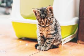 This section describes options for diagnosing bladder cancer. Managing The Mess Catwatch Newsletter