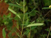 Image result for Chamaecrista zambesica