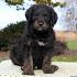 Rottle (Rottweiler-Poodle Mix) Info, Temperament, Puppies ...