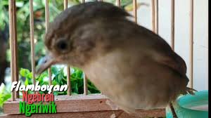 Terlebih bagi anda yang ingin membuat atau mengembangbiakan burung yang satu ini. Fvgdylfzowz47m