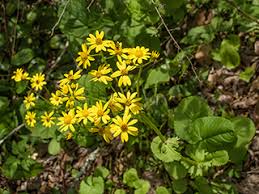 I think i've finally found a match for. Packera Aurea Golden Groundsel Native Plants Of North America