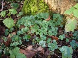 Image result for Glechoma