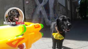 Gegen holland war es zu wenig. Mompas Berlin B Z Berlin