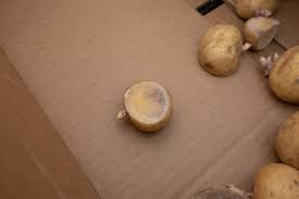 White mold of potatoes, also called sclerotinia stem rot, is prevalent in idaho and the pacific northwest. Grow Potatoes From Your Pantry Sf Bay Gardening
