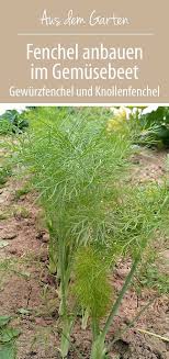Fenchel Anbauen Im Garten Gewurzfenchel Oder Knollenfenchel Fenchel Anbauen Fenchel Gemuse Pflanzen