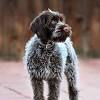 Find a wirehaired pointing griffon puppy from reputable breeders near you and nationwide. 1