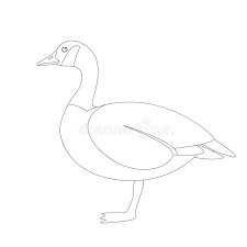 Use curved lines to outline the triangular shapes of the upper and lower bills. Canadian Goose Stock Illustrations 222 Canadian Goose Stock Illustrations Vectors Clipart Dreamstime