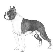 Image result for boston terrier