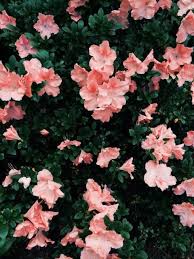 Pink Flowers Flower Aesthetic Flower Backgrounds Pink Flowers