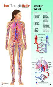 Check out our anatomy overlays selection for the very best in unique or custom, handmade pieces from our art & collectibles shops. Anatomy Flip Chart Set Clinical Charts And Supplies
