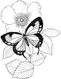 As i work i use my pen shaped eraser to ensure the edges of the flower and butterfly are not lost. Pin On Birds Doodles