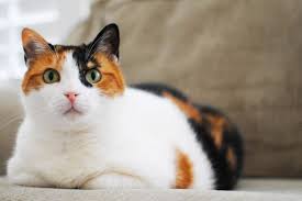 Organisasi pendaftaran kucing cfa (cat fanciers' association) telah mengakui 22 ras kucing yang boleh memiliki warna bulu hitam. Perasan Tak Kucing Berbelang Tiga Biasanya Betina Ada Sebab Kenapa Ia Begitu I Suke Mstar